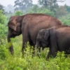 Udawalawe National Park